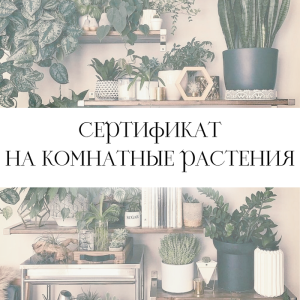 РАСТЕНИЯ ДЛЯ ДОМА